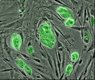 描述: http://upload.wikimedia.org/wikipedia/commons/thumb/f/f0/Mouse_embryonic_stem_cells.jpg/220px-Mouse_embryonic_stem_cells.jpg