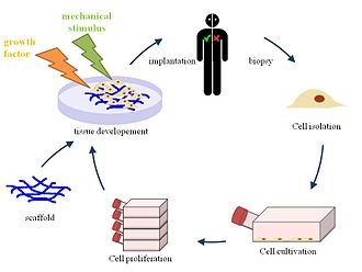 描述: http://upload.wikimedia.org/wikipedia/commons/thumb/2/27/Tissue_engineering_english.jpg/220px-Tissue_engineering_english.jpg